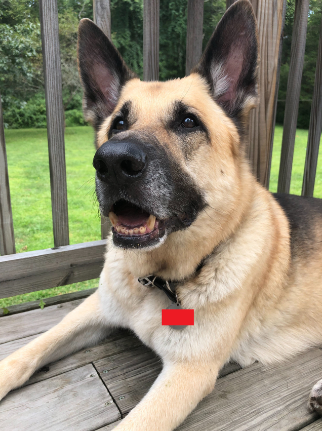 Saggio, a 9-year-old German shepherd, stares at his owner who he thinks has a treat when, in fact, it’s a dead bug.